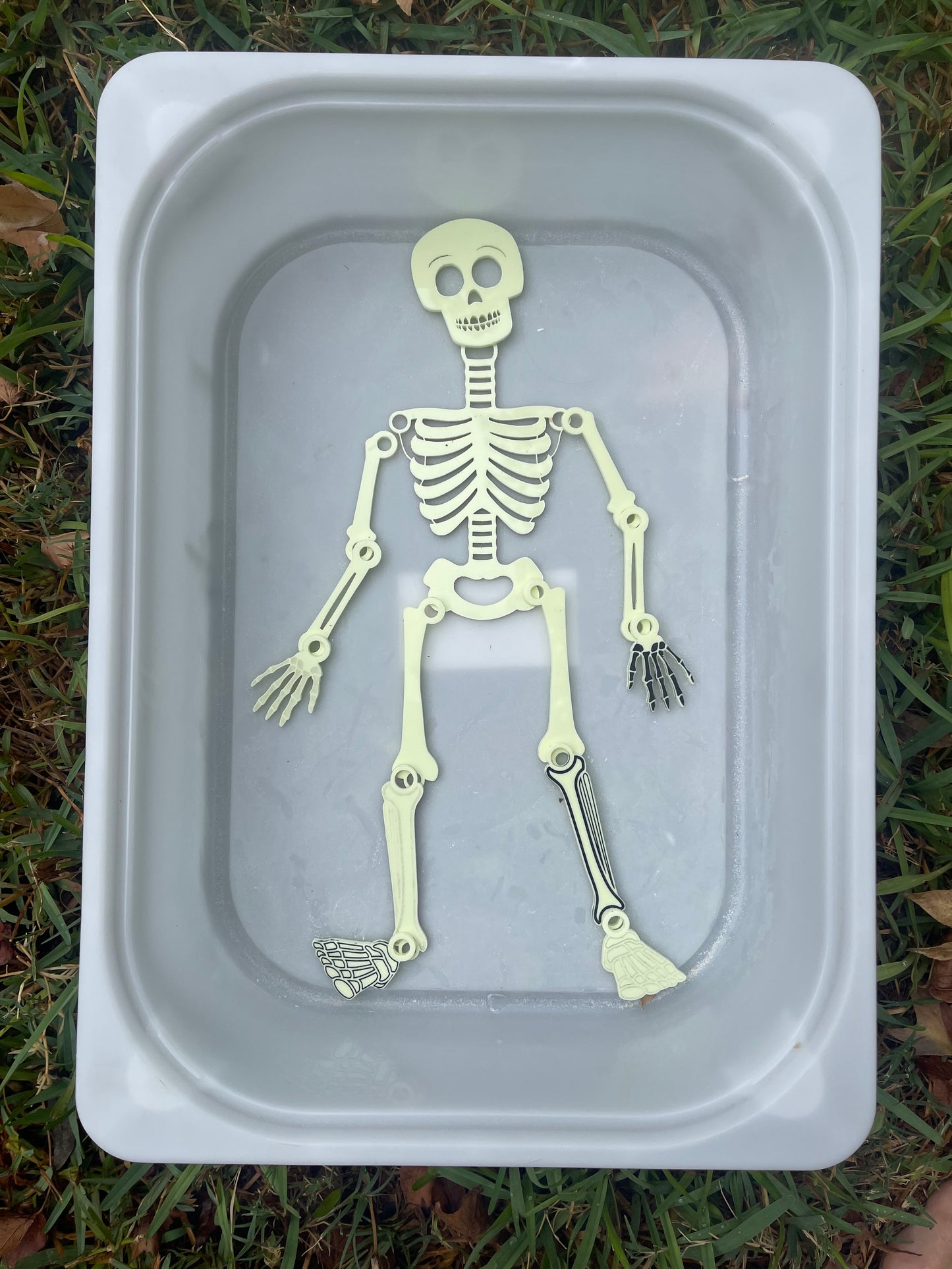 Connectable skeleton